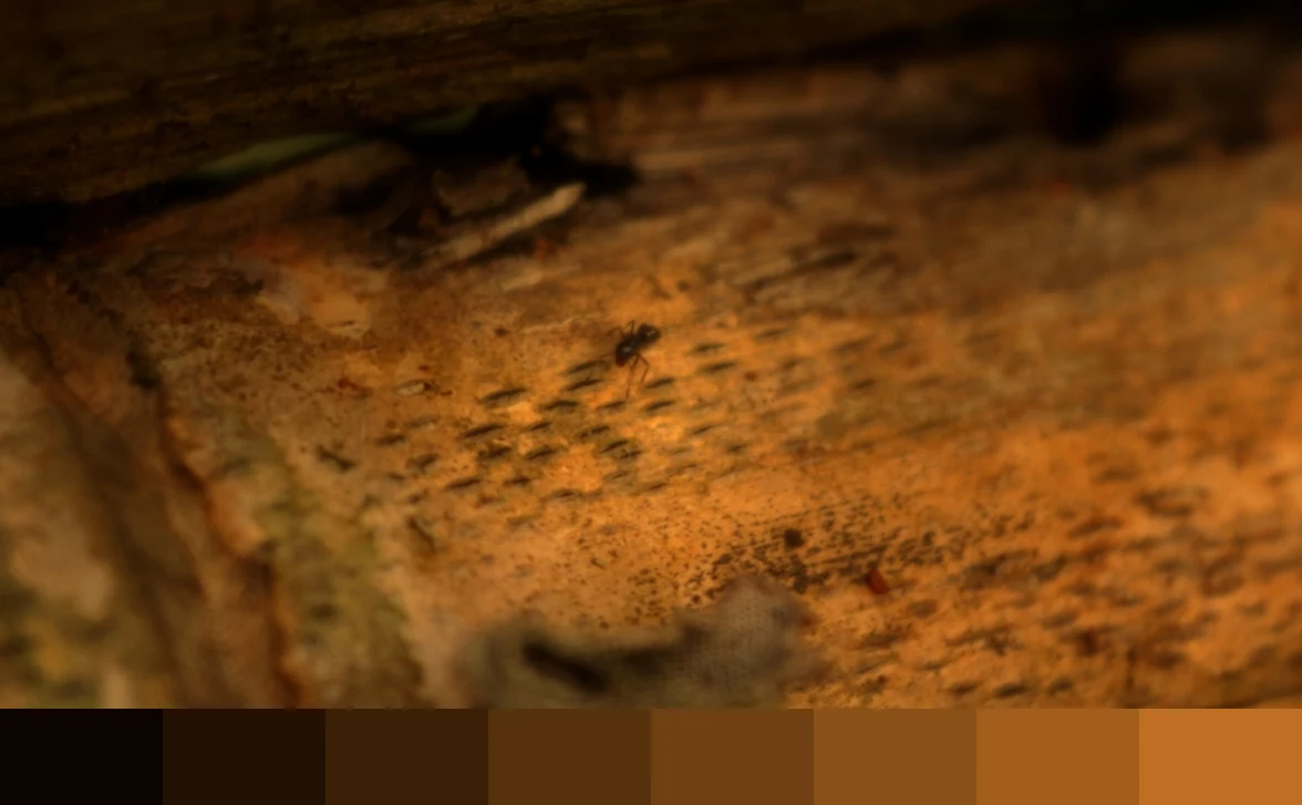 RENI TALIA Frame Palette 4